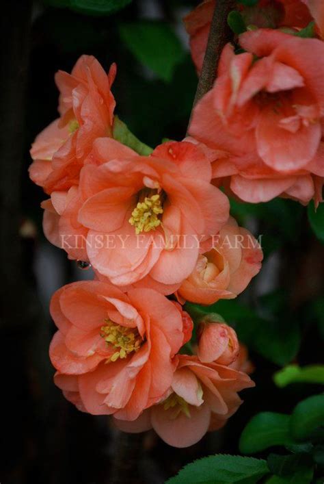 Japanese flowering quince are among the first shrubs to flower each year. 'Cameo' flowering quince. Kinsey Family Farm Gainesville ...