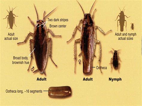 However a cockroach can live for 9 days or even longer without a head as it can go without food for quite a long time having a greater chance of being destroyed. German Cockroach | Know Your Pest | Shree Sai Pest Control