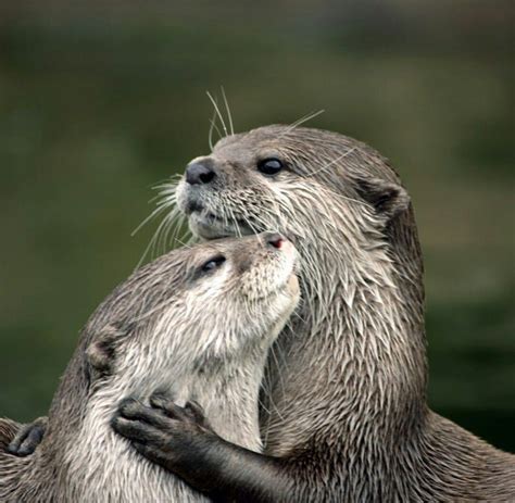 Pin By 여름 On So Adorable Otters Hugging Otters Otter Love