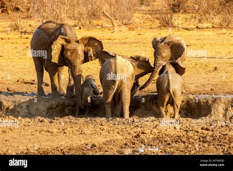 Elephants Playing At An Waterhole Madikwe Game Reserve South Africa