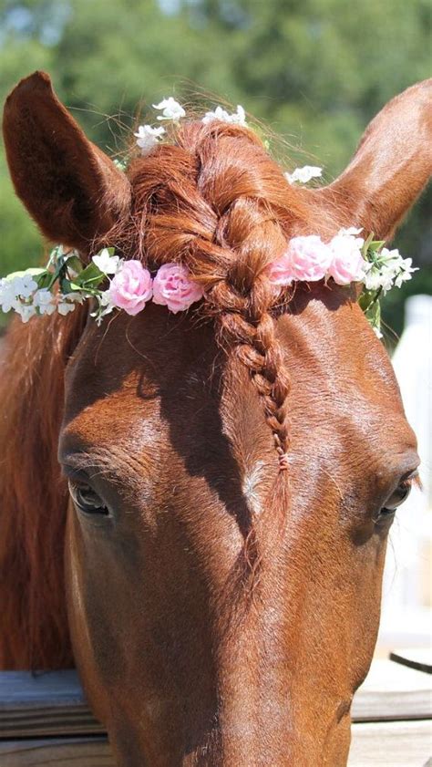 Horse Flower Crown Three Color Combination Horse Sized Horse