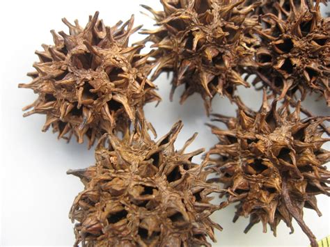 Set Of 75 Prickly Seed Pods From The Sweetgum Tree Many Have