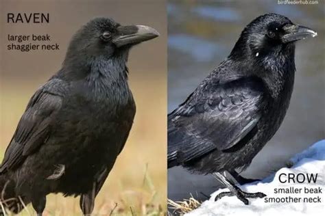 Differences Between Crows And Ravens Bird Feeder Hub