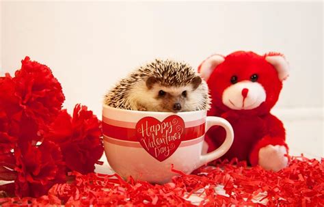 Hedgehog Love By Brianna Bevan On 500px Cute Hedgehog Hedgehog Cute