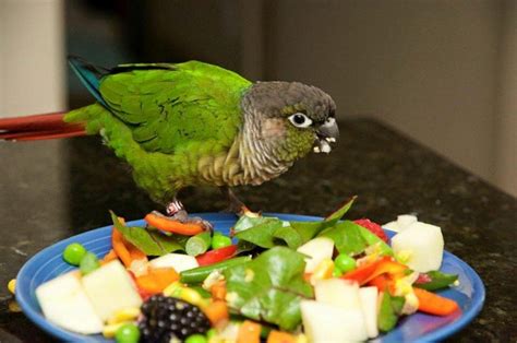 Green Cheek Conure Facts Diet Mutation Lifespan Care As Pets Video