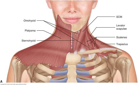 Muscles of the neck / musculature of the cervical spine