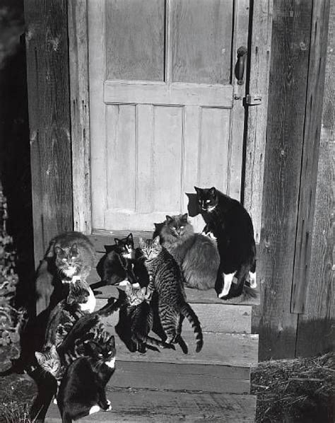 Piccsy Edward Weston Wild Cats Cat Photo Edward Weston