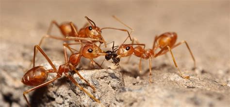 The Ant Species Of Australia Pest Issues By Fantastic