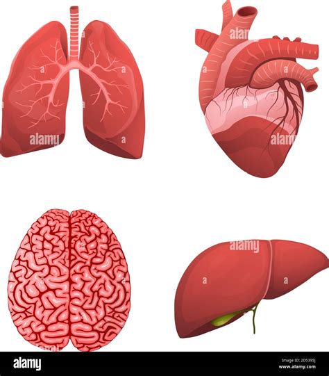 Lungs Heart Brain And Liver Healthy Organs Stock Vector Image And Art