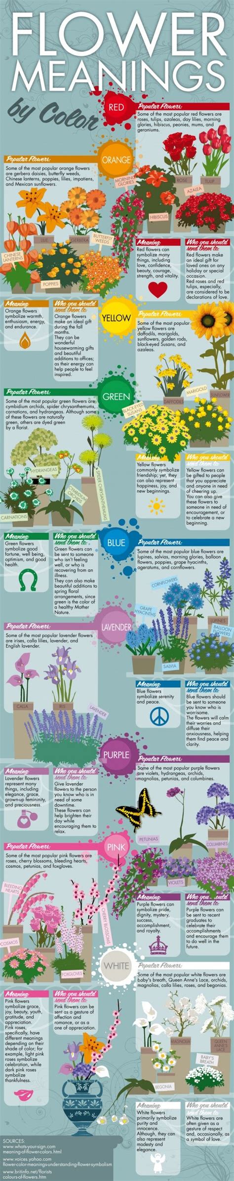 Love This Infographic It S About All The Meanings Of Various Flowers