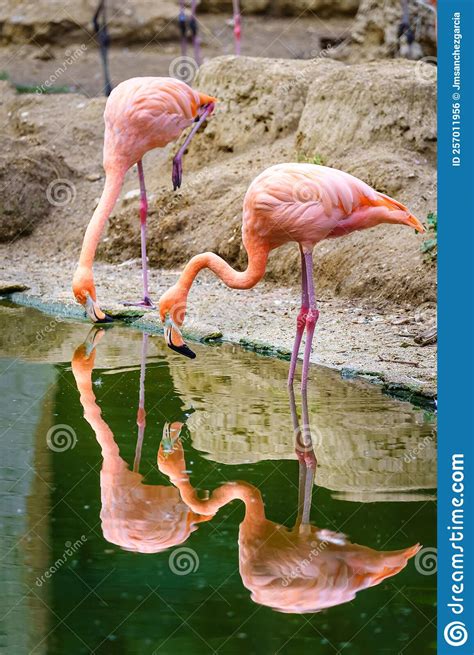 Two Pink Flamingo Birds By The Lake Feeding And Reflecting In The Water