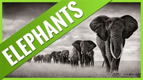 Interesting Facts About Elephants Youtube