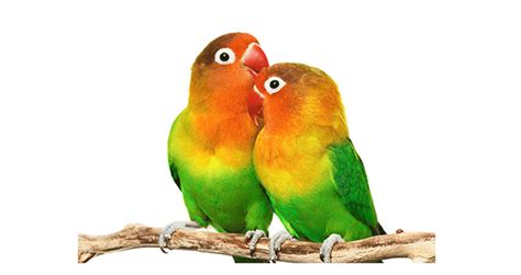Burung Lovebird Ciuman Gambar Burungku