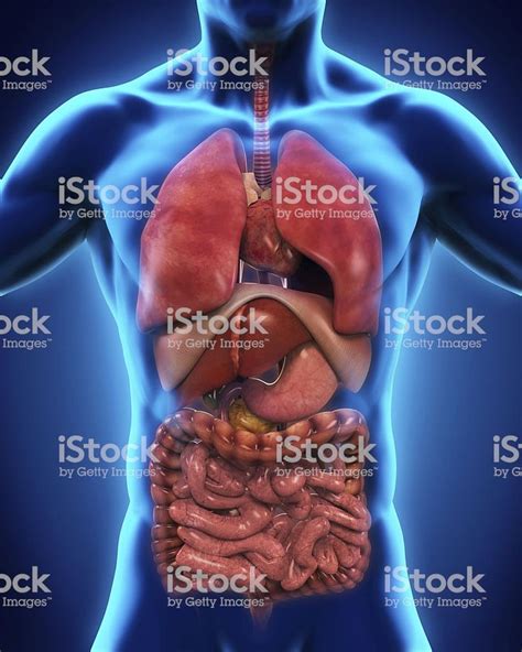 Anterior View Of Human Body Illustration 3d Render Stock Images Free