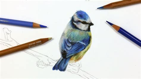 How To Draw A Blue Tit Using Coloured Pencil Drawing Tutorial Youtube
