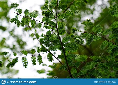 Green Leaves Of Dawn Redwood Tree Stock Photo Image Of Nature