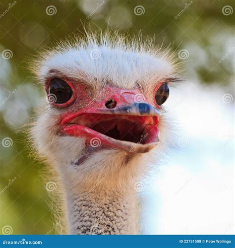 Ostrich Bird In Closeup Stock Photo Image Of Africa 22731508