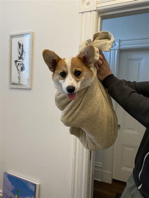 Corgi Burrito Rbabycorgis