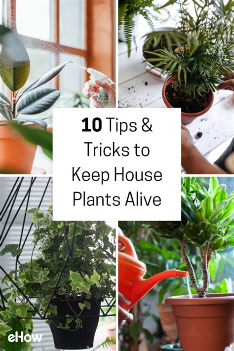 10 Tips And Tricks To Keep House Plants Alive House Plant