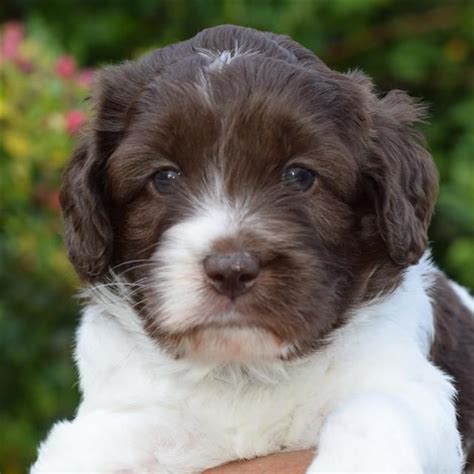 Cottonwood goldendoodles is dedicated to providing fun, affectionate, healthy, quality puppies to wonderful families since 2013. Available Puppies australian labradoodle mini labradoodle ...