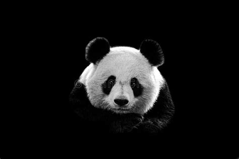 179 Panda Silhouette Stock Photos Free And Royalty Free Stock Photos