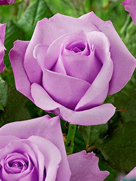 Check spelling or type a new query. Pin by Promila Iyer on FLOWERS (UNLIMITED PINS) | Flowers ...