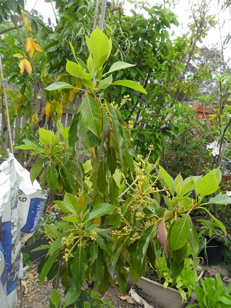The shape of this fruit is similar to pears; Forum: Avocado Yellow Leaves And Brown Marks