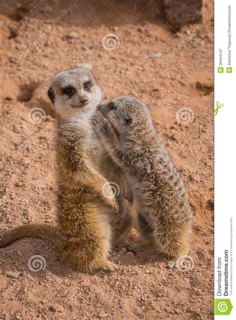 Mother And Baby Meerkats Hugging Royalty Free Stock