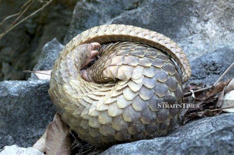 China Removes Pangolin From Traditional Medicine List New Straits