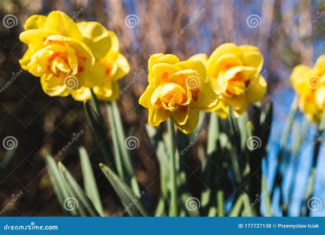 Yellow Daffodil Narcissus Flowers Outdors In Spring Stock Photo Image