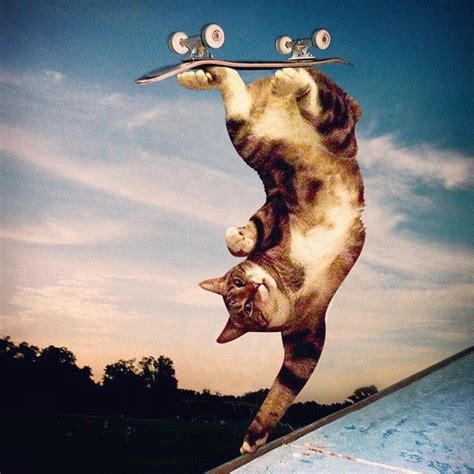 East Van Creative Cats Skateboard Creative