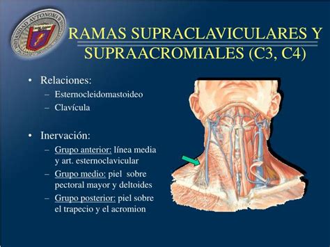 Ppt Plexo Cervical Powerpoint Presentation Id877078