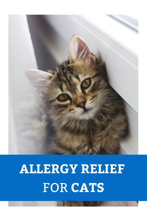 Cat Allergy Symptoms 33 Design Ideas You Have Never Seen Before