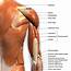 Front Shoulder Muscles Diagram  Examination Physiopedia / The