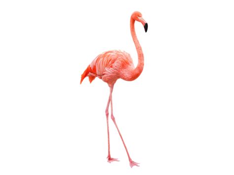 Flamingos Hd Quality Png Png Play