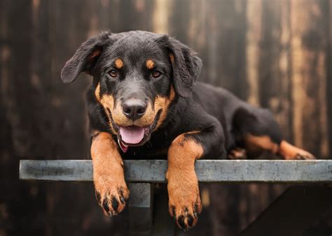 Wallpaper Anjing Keren - Gambar Binatang lucu
