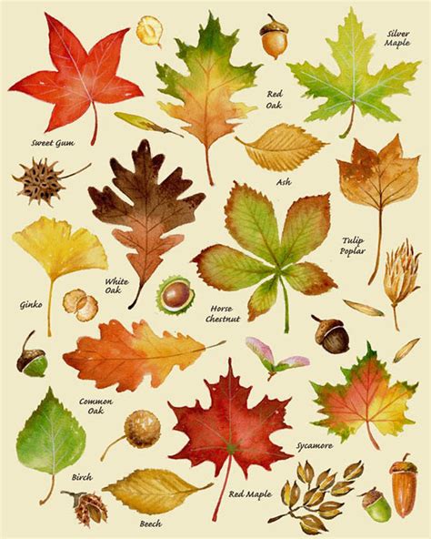 Autumn Leaves Print Leaf Varieties Types Of Leaves Seeds Etsy Autumn