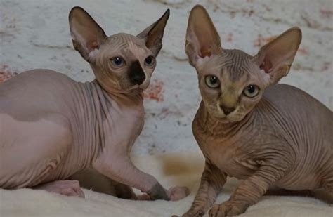 Lykoi cats are still extremely rare cats and in the us alone there is only about 500 to 600 lykoi out there as of september 2018. Sphynx Kittens for Sale Spring Hill, Florida, Devon Rex ...