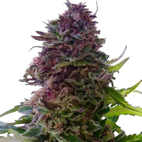 Grand Daddy Purple Feminized Seeds Online Gold Medications