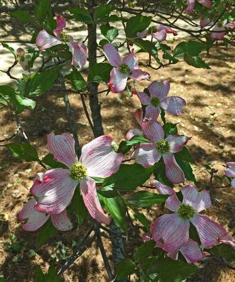 Maybe you would like to learn more about one of these? Plants for Dallas - Your Source for the Best Landscape ...