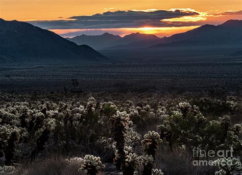 Cholla Garden Sunrise Photograph By Jim Chamberlain Pixels