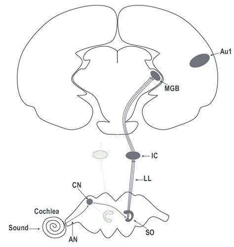 The Auditory Pathway Consists Of 6 Main Structures That Contribute To