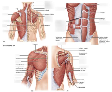 Attached to the shoulder blade, this muscle is one of many that aids shoulder movement. Upper Torso Muscle Anatomy : Male Upper Body Muscular ...