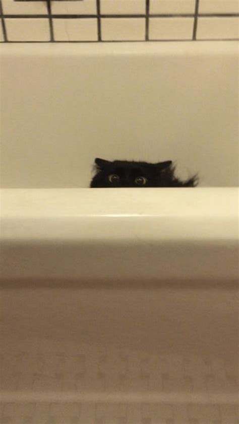 Peeking From The Bathtub R Catspeekingoverthings