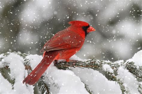 10 Best Cardinal Bird In Snow Full Hd 1080p For Pc Background 2023
