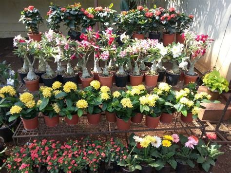 Hibiscus plants into your area to create your own plant sanctuary. nursery plants - nursery plants near me - nursery plants ...
