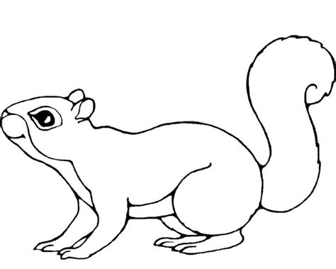 Download and print out this squirrel coloring page. Get This Printable Squirrel Coloring Pages for Kids 5prtr
