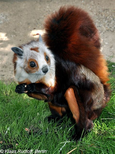 Exotic Squirrels Red And White Giant Flying Squirrel Petaurista