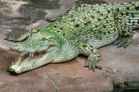 This List of Forest Animals is Well Beyond Your Expectations - Animal Sake