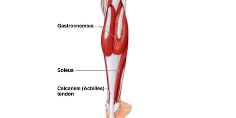 Soleus The Forgotten Muscle For Runners Hexham Physio